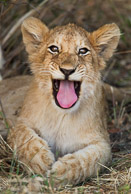 African Lion African Lion