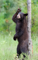 Bears Bears