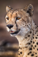 Cheetah Cheetah