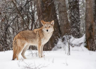 Coyote Coyote