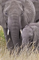 Hooved African Mammals