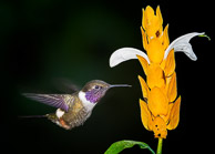 Hummingbirds of Ecuador Hummingbirds of Ecuador