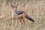 Jackal and Cape Hunting Dog Jackal and Cape Hunting Dog