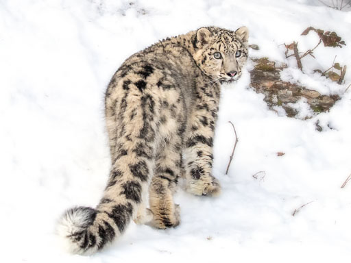 Leopards Leopards