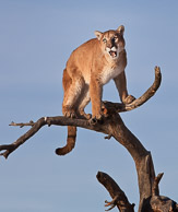 Mountain Lion Mountain Lion