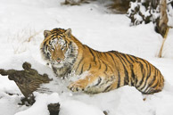 Siberian Tiger Siberian Tiger