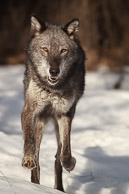 Wolves Wolves