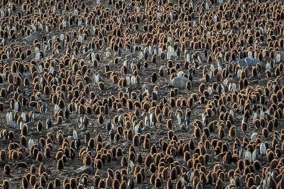 Antarctica and South Georgia Island