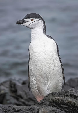 Antarctica and South Georgia Island Antarctica and South Georgia Island