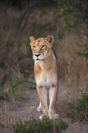African Lion African Lion