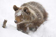 Bears Bears