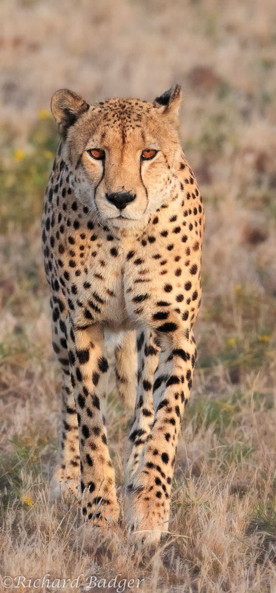 Cheetah richard badger photography