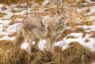 Coyote Coyote