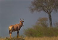 Antelopes Antelopes