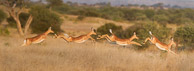 Antelopes