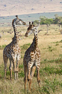 African Elephant and Giraffe African Elephant and Giraffe