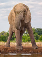 African Elephant and Giraffe African Elephant and Giraffe