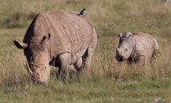 Rhinocerous and Cape Buffalo Rhinocerous and Cape Buffalo