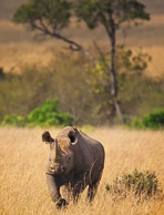 Rhinocerous and Cape Buffalo