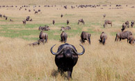 Rhinocerous and Cape Buffalo Rhinocerous and Cape Buffalo