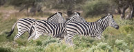Zebra Zebra