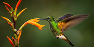 Hummingbirds of Ecuador Hummingbirds of Ecuador