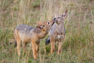 Jackal and Cape Hunting Dog Jackal and Cape Hunting Dog