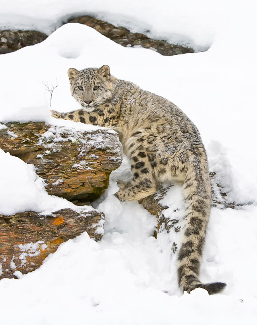 Leopards Leopards