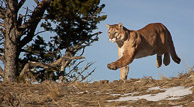 Mountain Lion Mountain Lion