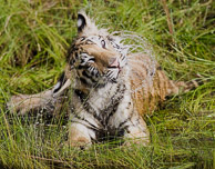 Siberian Tiger Siberian Tiger