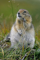 Small North American Mammals Small North American Mammals
