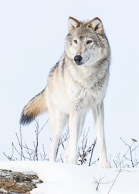 Wolves Wolves